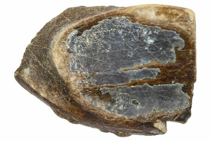 Fossil Triceratops Shed Tooth - Wyoming #364325